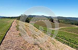 Hill overlooking Paso Robles vineyards in the Central Valley of California