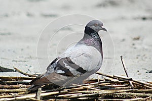 Hill pigeon on Florida beach