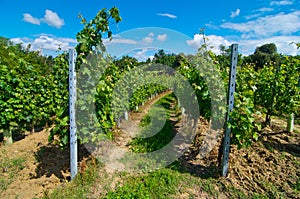 Hill planted with circular vineyard