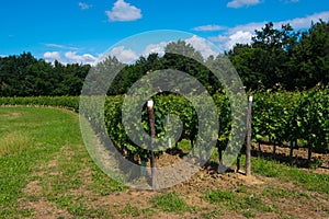 Hill planted with circular vineyard