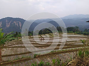 Hill ricefield mountain
