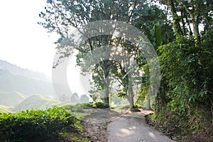 Hill Road inside Tea Plantation with Morning Mist, Cameron Highland, Malaysia
