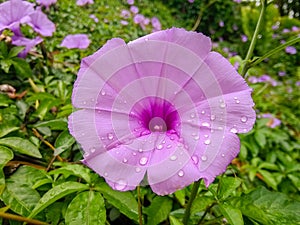 On the hill, the roadside, the morning glory after rain.