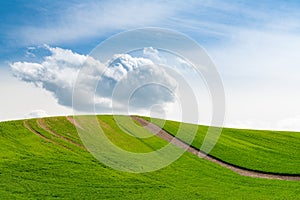 Hill with rows of green spring wheat in Palouse Hills, Washington