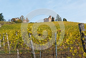 Hill with rows of vines and the Castle of Grinzane Cavour, Italy