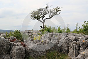 Hill Scar, Conistone - Tree and Fern