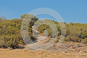 Hill with shrubs in the Portuguese contryside