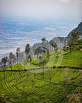 Hill sloop tea estate beautiful landscape view nature