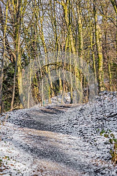 Hill with a snow covered footpath between small bare trees in a Dutch forest