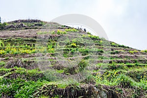 hill with terraced rice grounds in Dazhai village