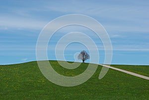 Hill and tree near Steingaden, Germany