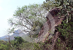 Hill trees landscape