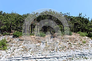 Trees grow on a rocky limestone mountain.