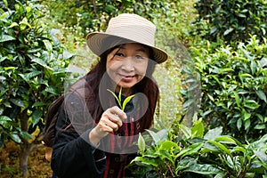 Hill tribe woman pick up tea leaf