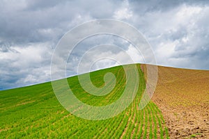 Hill under stormy sky with rows of freshly sprouted green wheat