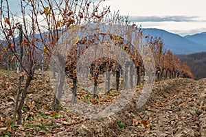 Hill vineyard in autumn 3