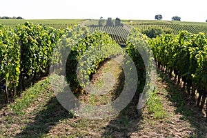 Hill vineyard Saint-Emilion France near Bordeaux wine