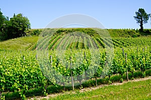 Hill vineyards in Saint Emilion french Bordeaux wine