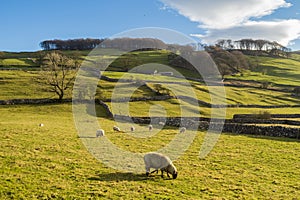 Hill walking between Langcliffe, Attermire Scar and Settle via the Dales Highway in the Yorkshire Dales