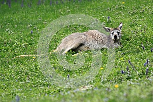 Hill wallaroo