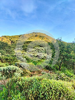 hill with wild planst