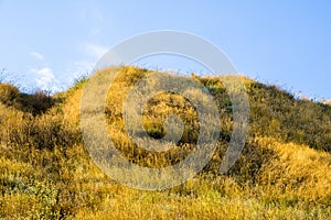 Hill with yellow grass