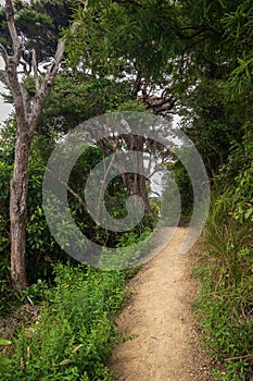 Hillary Trail in Waitakere Ranges regional park