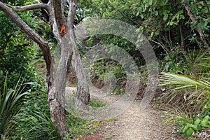 Hillary Trail in Waitakere Ranges regional park