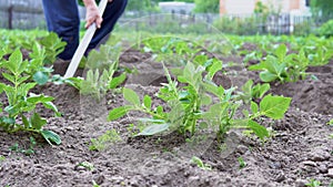 Hilling potatoes.