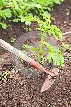 Hilling and taking care of potato bushes with hoes in the garden. Gardening concept.