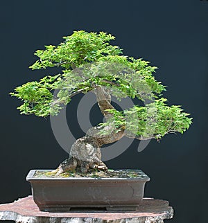 Hilllieri elm as bonsai