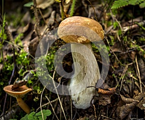 A small white mushroom grows among the old branches and grass