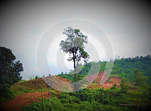 Hills Ares tree