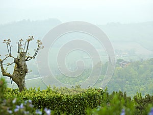 Hills of Bologna Tuscany