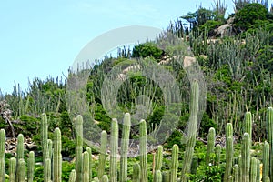 Hills with cactus at Ayo Rock Formations in Aruba