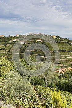 Hills covered with vineyards in Portugal