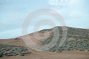 Hills of the desert covered with tillandsia plant under blue cloudy sky