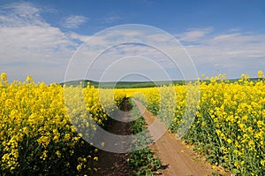 Road through the rapeseed field photo