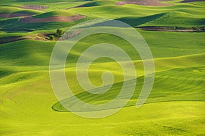 Hills and fields of the Palouse