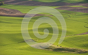 Hills and fields of the Palouse