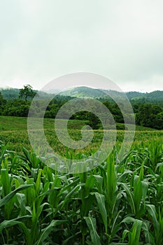 The hills are full of corn in the rainy season