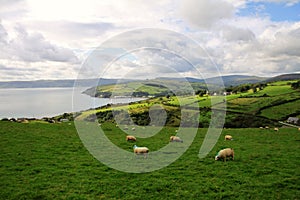 Hills with green fields and sheeps along Antrim Coast