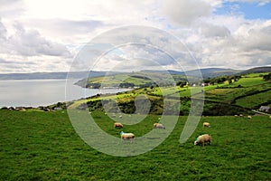 Hills with green fields and sheeps along Antrim Coast photo