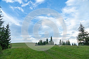 Hills with green grass and fir trees in summer against the blue sky and white clouds.