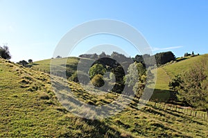 Hills, Meadows, and bush on a New Zealand Sheep Farm
