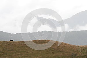 Hills and the mountains covered in clouds in New Zealand