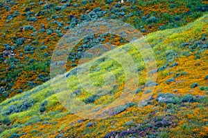 Hills of poppies and other mixed wildflowers in Walker Canyon in Lake Elsinore California during a spring superbloom