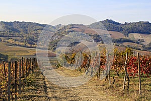Hills for production of italian wine