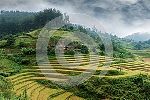 Hills of rice terraced fields