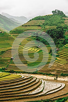 Hills of rice terraced fields